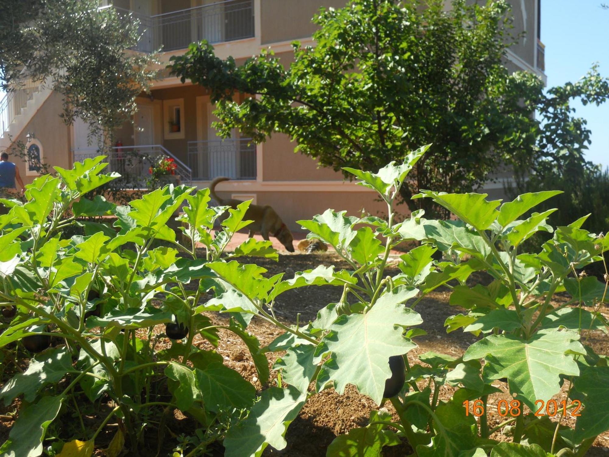 Delfinia Apartment Vlachata Exterior photo